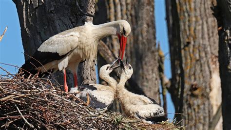 Porovnanie bociana bieleho a čierneho