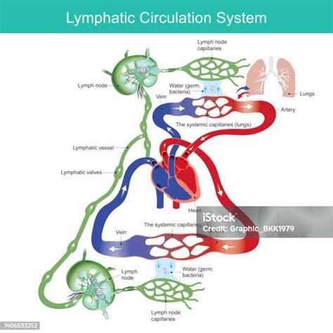 Diagram cirkulačného systému