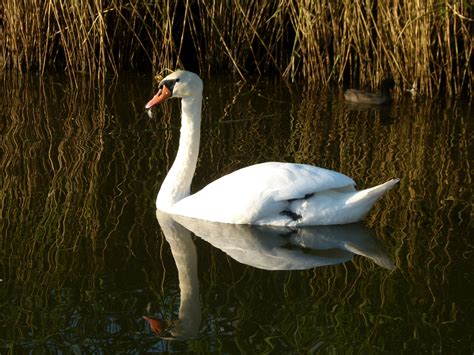Symbol labute na pokojnej hladine vody ako prejav sily Lady