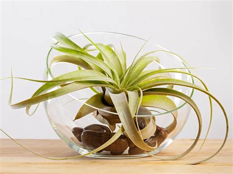 Geóda ametystu ako harmonizačný prvok v interiéri