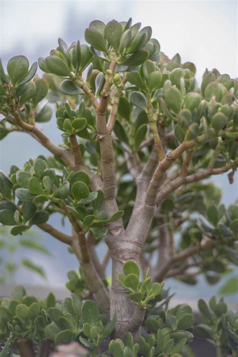 Money tree plant (Crassula ovata)