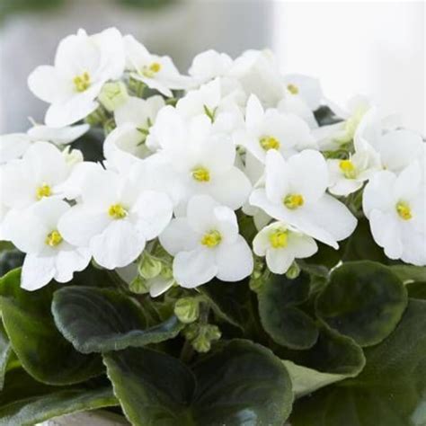 White African violet plant