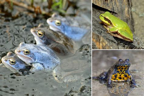 zobrazenie mýtickej žaby v umení a prírode