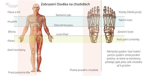Diagram zobrazujúci meridiány na chodidle