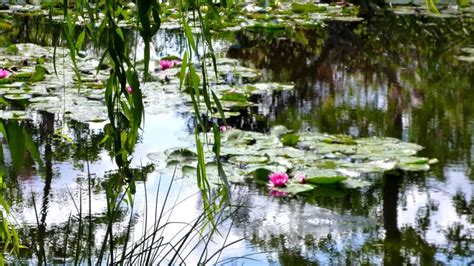 Záber na Monetove lekna v záhrade v Giverny s odrazom svetla na hladine