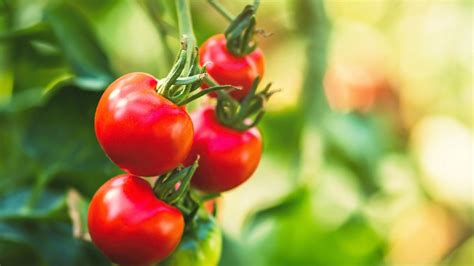 Zrelé paradajky na kríku