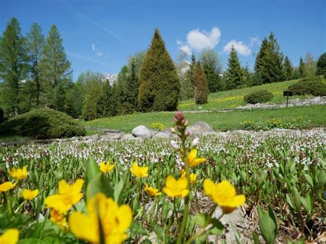 rozkvitnutá májová záhrada v rannom slnku