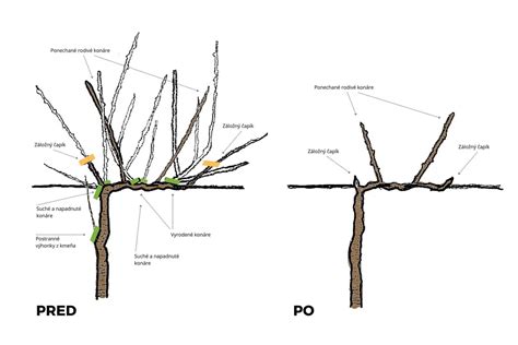 Detailná schéma rezu viniča na dlhé ťažne pre odrodu Talizman