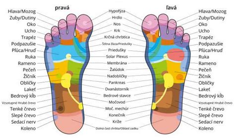 reflexné zóny na vnútornej a vonkajšej strane nohy