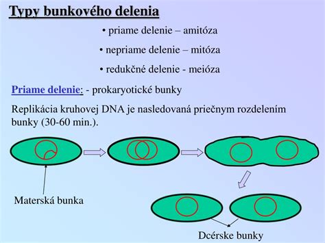 schéma bunkového delenia a vzniku mutácie
