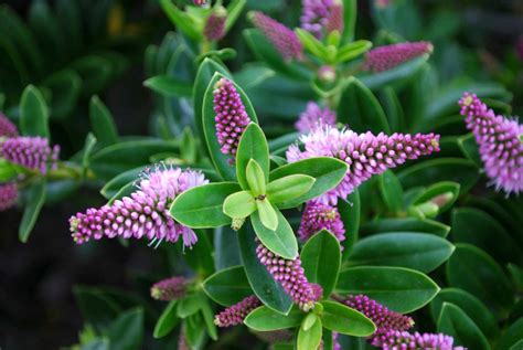 Hebe slúžiaca nektár a ambróziu bohom