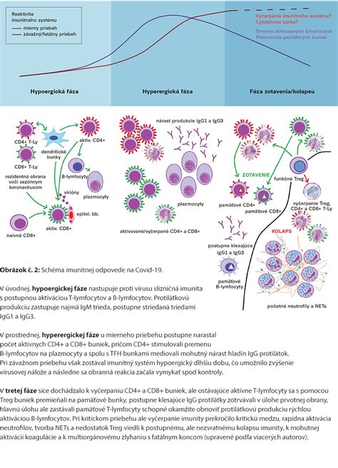 schéma imunitného systému a reakcia na vakcináciu