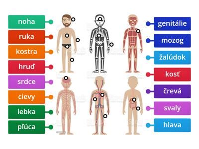 zverokruh a ľudské telo
