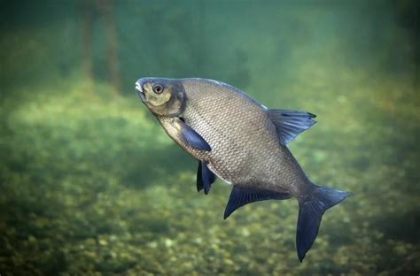 Infografika: Kariérne cesty Rýb a ich finančné vyhliadky