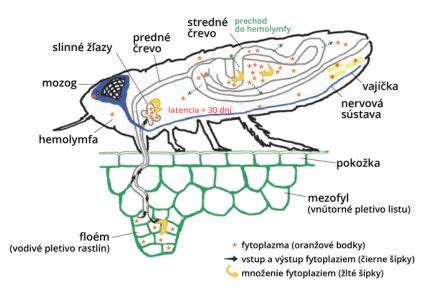 Infografika zobrazujúca mechanizmus šírenia nenávistných prejavov