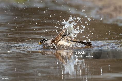 sparrow bathing in puddle