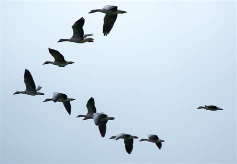 flock of birds flying in formation