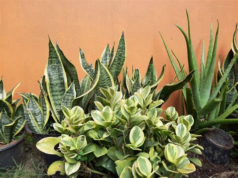 fotografia spálne s umiestnenými rastlinami typu Aloe Vera a Sansevieria