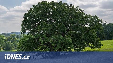 mohutný dub v letnej krajine