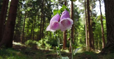 Pohľad na kozorožca Gredos v jeho prirodzenom prostredí