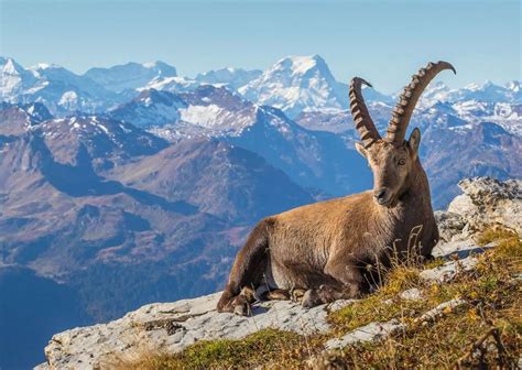Kozorožec Beceite s charakteristickými rohmi