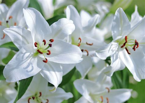 Heraldická ľalia ako symbol