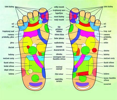 Mapa reflexných zón na chodidle