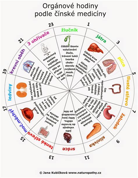 Orgánové hodiny s časovými rozdeleniami