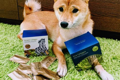 Zdravie, štýl a obľúbené veci Psa