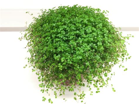 Rodinné šťastie v dome s číslom 6