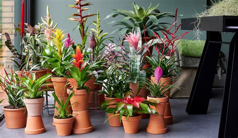 izbové rastliny na okne