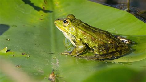 Žaba ako symbol znovuzrodenia a čistoty v prírode