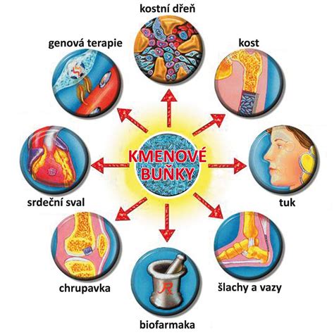 Diagram vplyvu mysle na telo na bunkovej úrovni