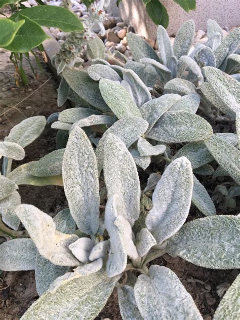 Čistec plant close-up