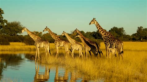 Čistec in natural habitat