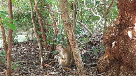 Opica symbolizujúca vynaliezavosť a šikovnosť