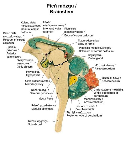 Diagram mozgu symbolizujúci inteligenciu Opice