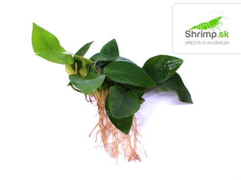 Zväzok sušeného čistca