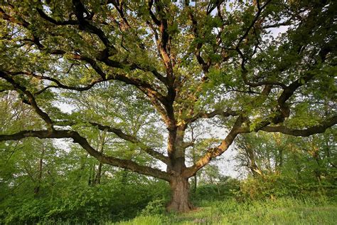 Strom vavrínu s listami