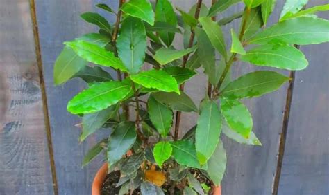 Horaci bobkový list v miske