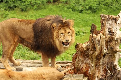 Levica a lev v objatí