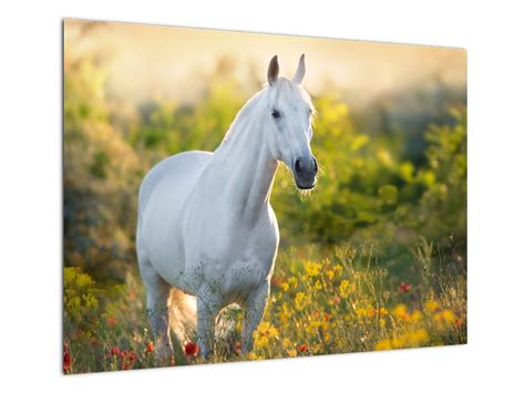 Ilustrácia koňa voľne bežiaceho po lúke