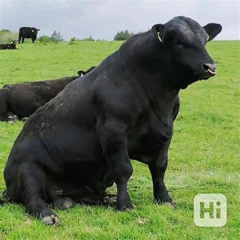 Ilustračné foto: Býk s partnerom pri romantickej večeri