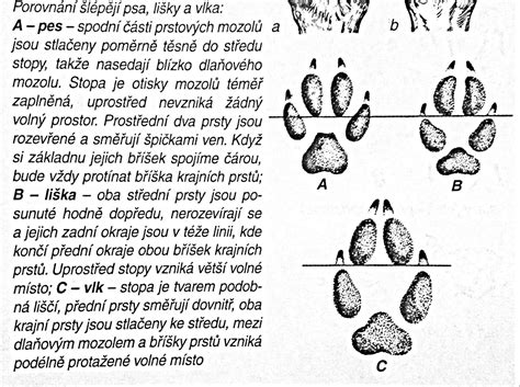 Symbolika psa a vlka na ceste