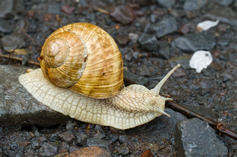 Planetárna hmlovina Helix (Slimák)