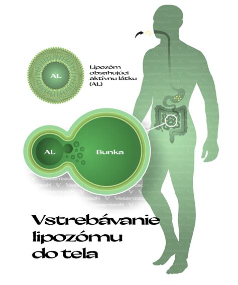 Ilustrácia ľudského líca s vnútornou stranou ukazujúcou drobné poranenia