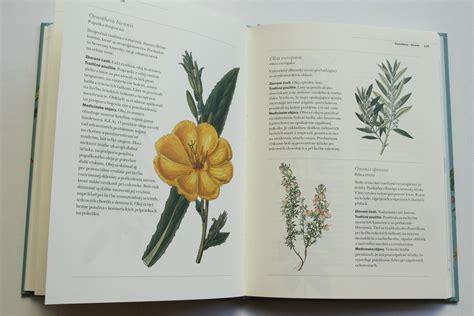 Starý herbár s kresbami liečivých rastlín