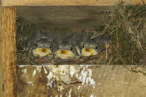 Schéma hniezda vodnára potočného