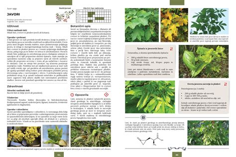 Ilustrácia prúdenia miazgy v rastline