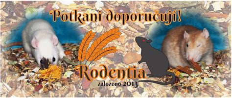 Ilustrácia čínskeho potkana